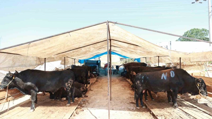 Gebze’de kurban satış alanı hazır