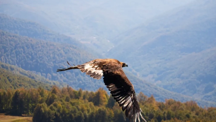 Ormanya'da Tedavi Edilen Kaya Kartalı, Doğal Yaşam Alanına Salındı