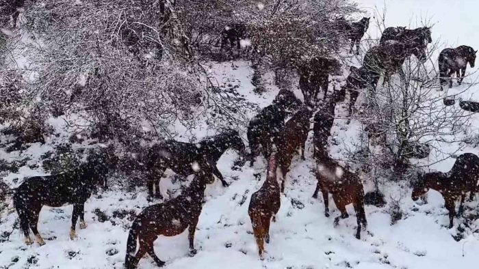 Yılkı atlarının sürü halinde karlar içinde dolaşması muhteşem görüntüler ortaya çıkardı
