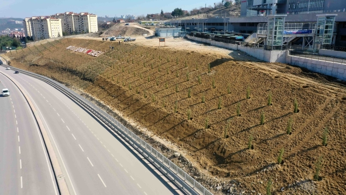 Kocaeli Şehir Hastanesi Bağlantı Yolu’nda Çevre Dostu Ağaçlandırma Projesi Hayata Geçiyor